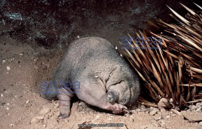 : Short-beaked / short-nosed / Spiny ECHIDNA - Also : Short-beaked / short-nosed / Spiny ECHIDNA - Also