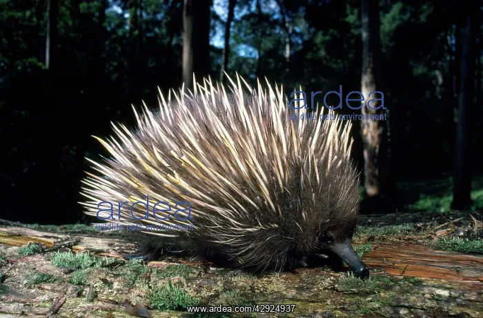 : Short-beaked / short-nosed / Spiny ECHIDNA - Also : Short-beaked / short-nosed / Spiny ECHIDNA - Also