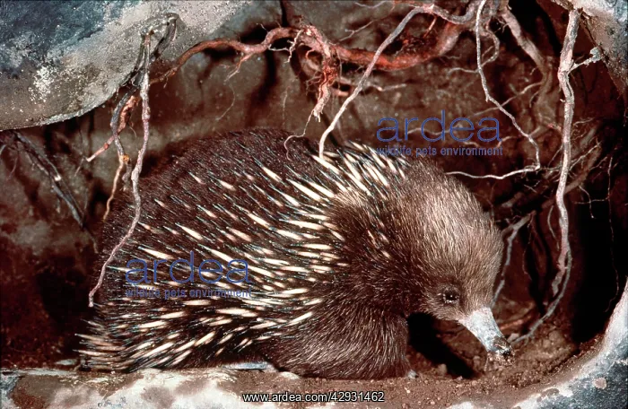 : Short-beaked / short-nosed / Spiny ECHIDNA - Also : Short-beaked / short-nosed / Spiny ECHIDNA - Also