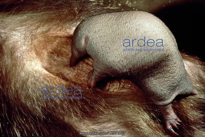 : Short-beaked / short-nosed / Spiny ECHIDNA - Also : Short-beaked / short-nosed / Spiny ECHIDNA - Also