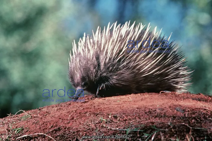 : Short-beaked / short-nosed / Spiny ECHIDNA - Also : Short-beaked / short-nosed / Spiny ECHIDNA - Also