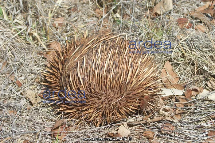 : Short-beaked / short-nosed / Spiny ECHIDNA - Also : Short-beaked / short-nosed / Spiny ECHIDNA - Also