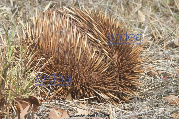 : Short-beaked / short-nosed / Spiny ECHIDNA - Also : Short-beaked / short-nosed / Spiny ECHIDNA - Also