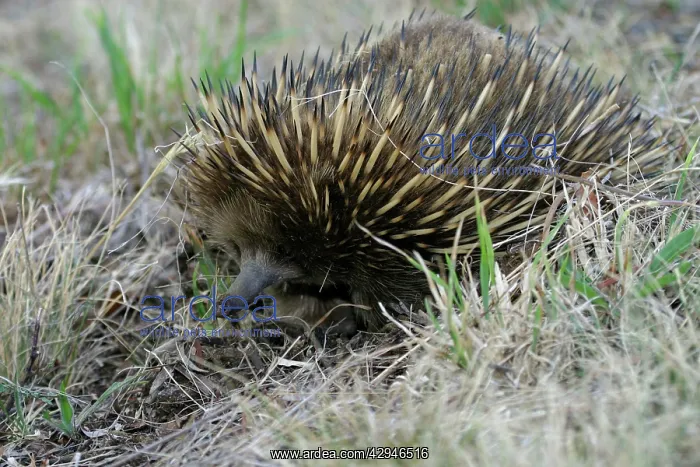 : Short-beaked / short-nosed / Spiny ECHIDNA - Also : Short-beaked / short-nosed / Spiny ECHIDNA - Also