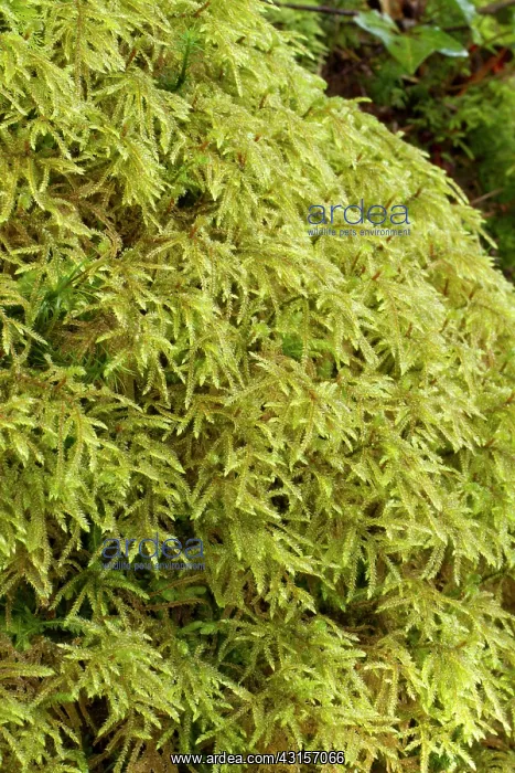 : Short-beaked wood-moss - Le Gouffre, Le Huelgoat