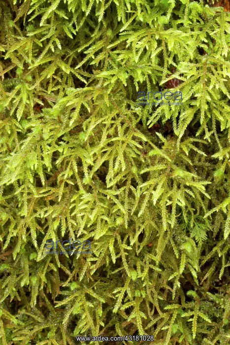 : Short-beaked wood-moss - Le Gouffre, Le Huelgoat : Short-beaked wood-moss - Le Gouffre, Le Huelgoat