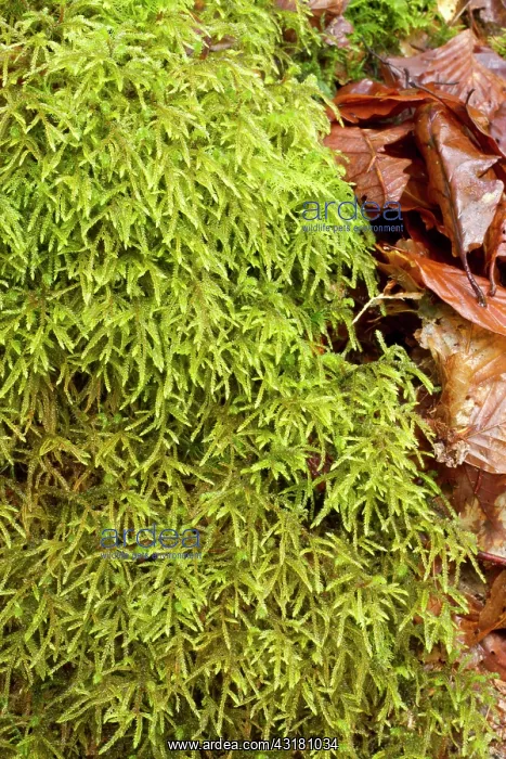 : Short-beaked wood-moss - Le Gouffre, Le Huelgoat : Short-beaked wood-moss - Le Gouffre, Le Huelgoat