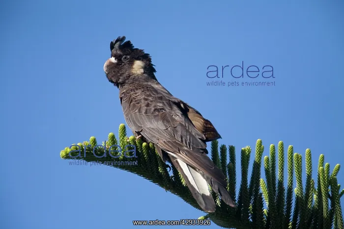 : Short-billed Black-Cockatoo / Carnaby's Black-Cockatoo : Short-billed Black-Cockatoo / Carnaby's Black-Cockatoo