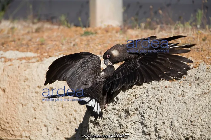 : Short-billed Black-Cockatoo / Carnaby's Black-Cockatoo : Short-billed Black-Cockatoo / Carnaby's Black-Cockatoo