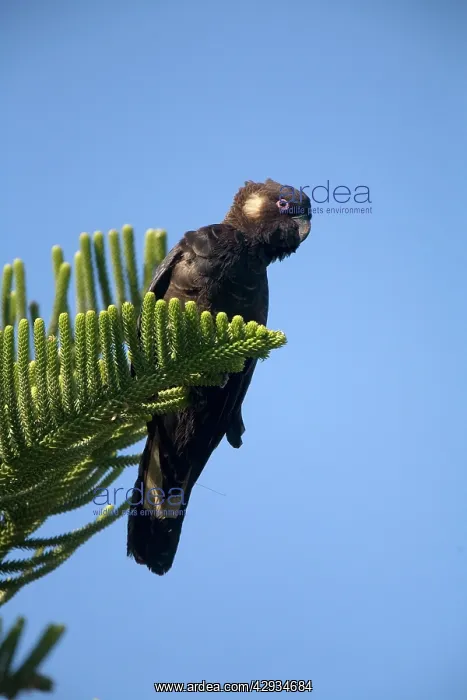 : Short-billed Black-Cockatoo / Carnaby's Black-Cockatoo : Short-billed Black-Cockatoo / Carnaby's Black-Cockatoo