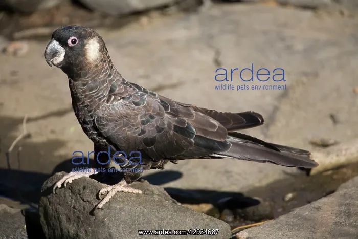 : Short-billed Black-Cockatoo / Carnaby's Black-Cockatoo : Short-billed Black-Cockatoo / Carnaby's Black-Cockatoo