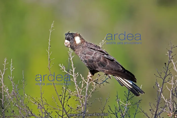 : Short-billed Black-Cockatoo / Carnaby's Black-Cockatoo : Short-billed Black-Cockatoo / Carnaby's Black-Cockatoo