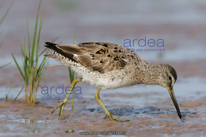 : Short-billed Dowitcher : Short-billed Dowitcher