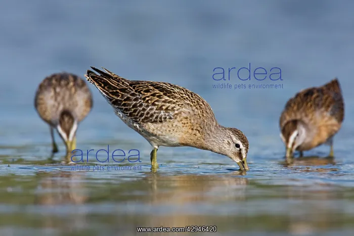 : Short-billed Dowitcher : Short-billed Dowitcher