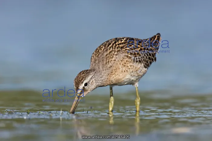 : Short-billed Dowitcher : Short-billed Dowitcher