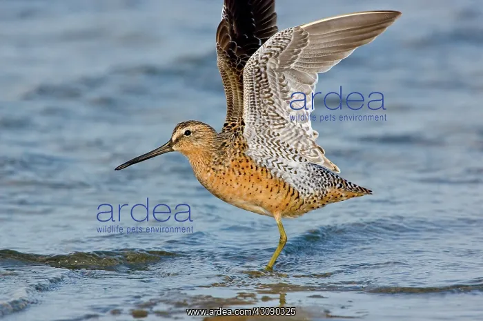 : Short-billed Dowitcher : Short-billed Dowitcher