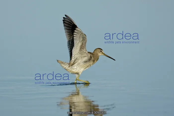 : Short-billed Dowitcher : Short-billed Dowitcher