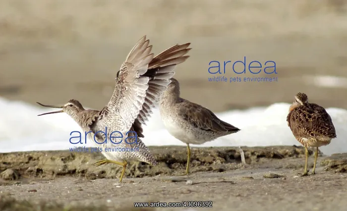 : Short-billed Dowitcher : Short-billed Dowitcher