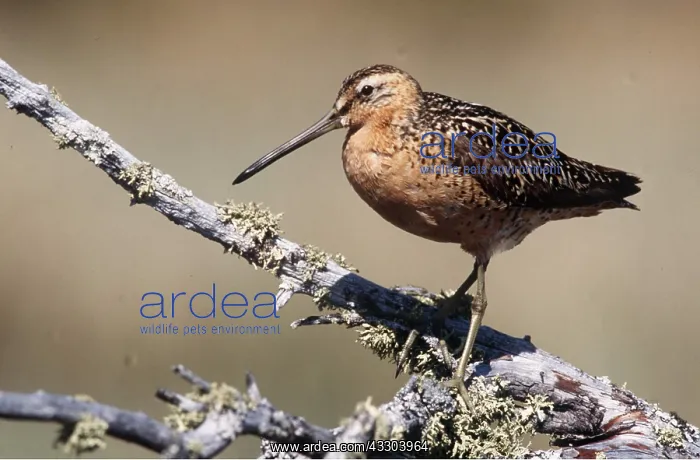: SHORT BILLED DOWITCHER : SHORT BILLED DOWITCHER