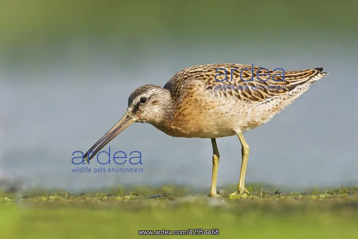 : Short-billed Dowitcher - in August : Short-billed Dowitcher - in August
