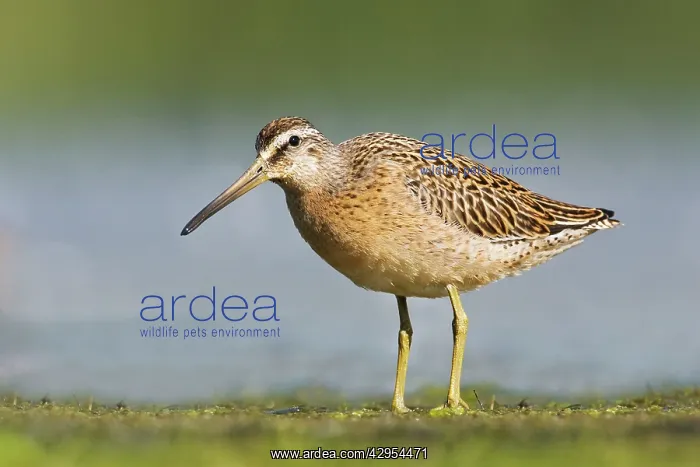 : Short-billed Dowitcher - in August : Short-billed Dowitcher - in August
