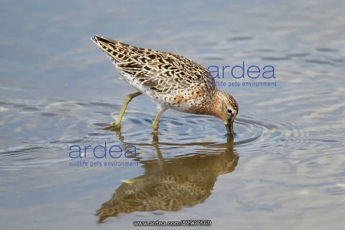 : Short-billed Dowitcher - feeding : Short-billed Dowitcher - feeding