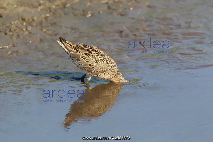 : Short-billed Dowitcher - feeding : Short-billed Dowitcher - feeding