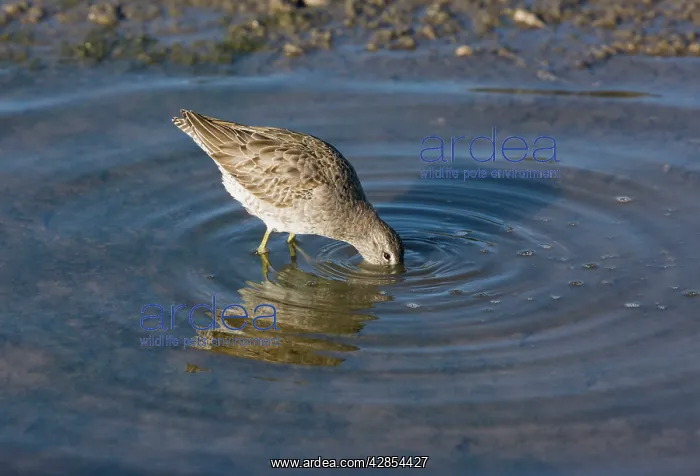 : Short-billed Dowitcher - feeding in lagoon, winter : Short-billed Dowitcher - feeding in lagoon, winter