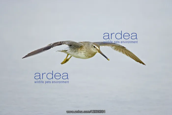 : Short-billed Dowitcher in flight : Short-billed Dowitcher in flight