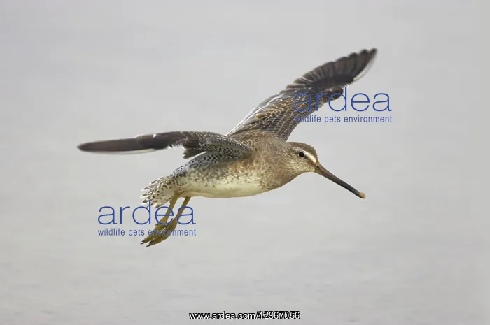 : Short Billed Dowitcher - in flight : Short Billed Dowitcher - in flight