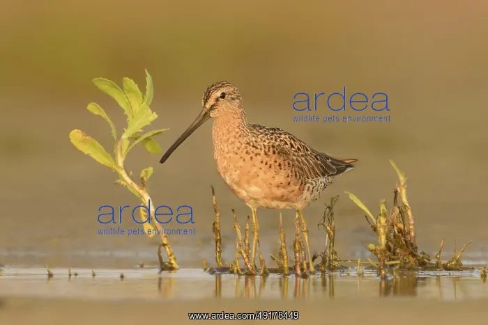 : Short-billed Dowitcher (Limnodromus griseus) : Short-billed Dowitcher (Limnodromus griseus)