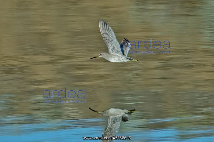 : Short-billed Dowitcher and reflection : Short-billed Dowitcher and reflection