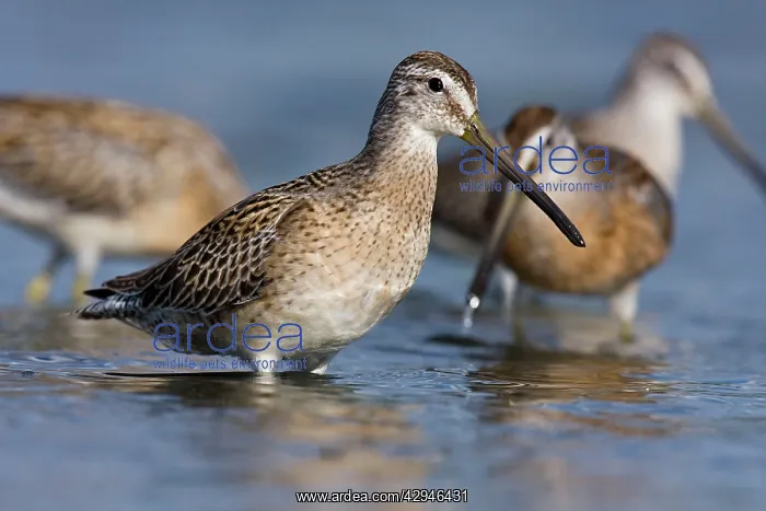 : Short-billed Dowitcher - in September : Short-billed Dowitcher - in September
