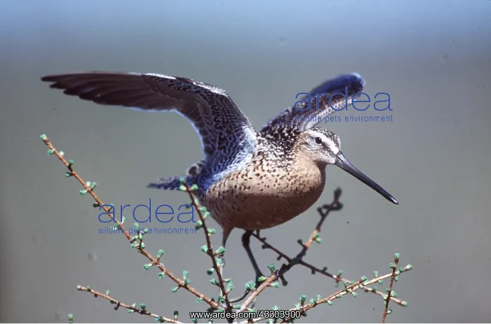 : SHORT BILLED DOWITCHER - taking off : SHORT BILLED DOWITCHER - taking off