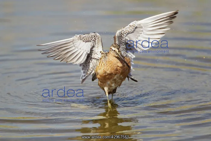 : Short-billed Dowitcher - washing : Short-billed Dowitcher - washing