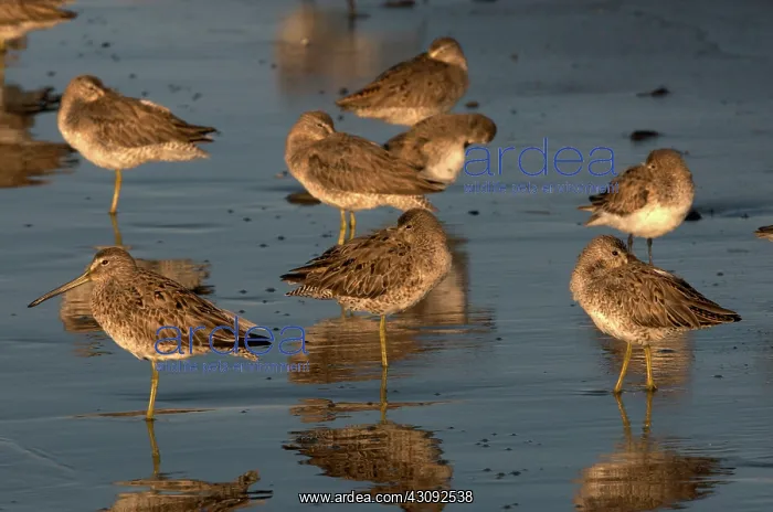 : Short-billed Dowitchers : Short-billed Dowitchers
