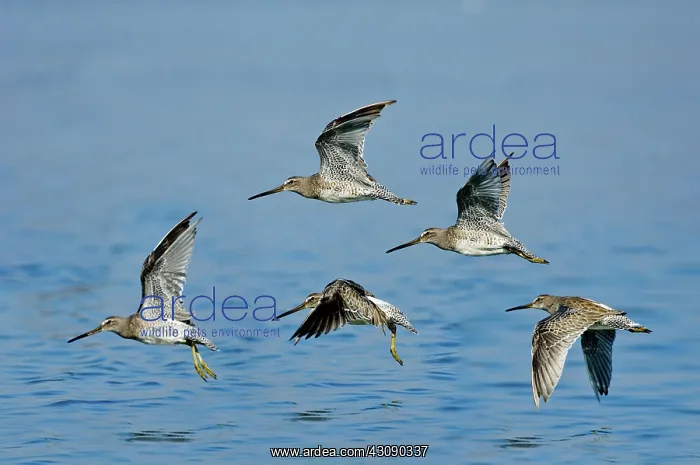 : Short-billed Dowitchers in flight : Short-billed Dowitchers in flight