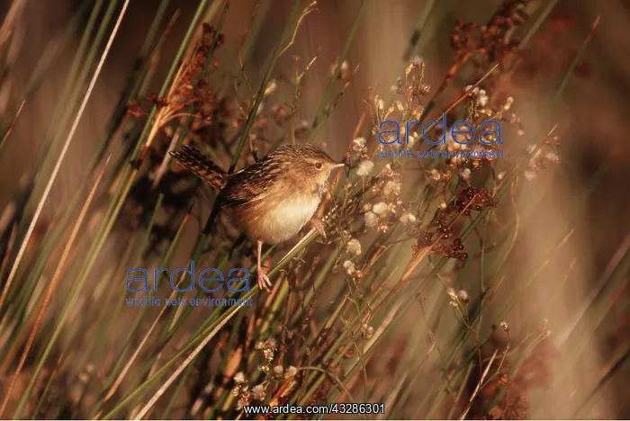 : Short-billed Marsh Wren - perched on reeds : Short-billed Marsh Wren - perched on reeds