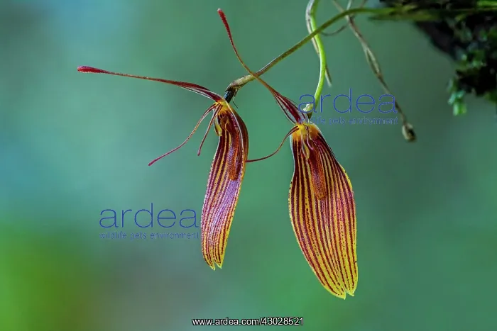 : Short-Column Foot Restrepia, orchid, Antioquia, Colombia : Short-Column Foot Restrepia, orchid, Antioquia, Colombia