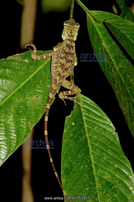  : Short-crested forest dragon is asleep on a leaf