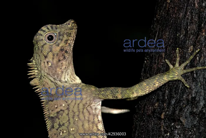 : Short-crested Forest Dragon, close up of head - : Short-crested Forest Dragon, close up of head -