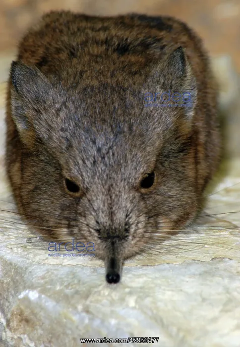 : Short-eared Elephant shrew : Short-eared Elephant shrew