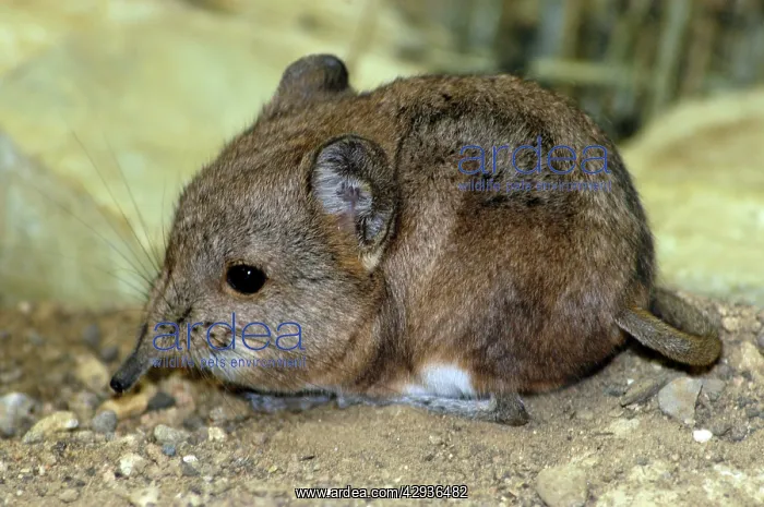 : Short-eared Elephant shrew : Short-eared Elephant shrew