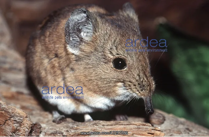 : Short-eared Elephant SHREW : Short-eared Elephant SHREW