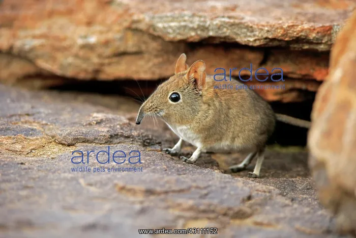 : Short-eared Elephant Shrew (Macroscelides proboscideus) : Short-eared Elephant Shrew (Macroscelides proboscideus)