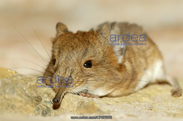 : Short-eared elephant shrew (Macroscelides proboscideus) : Short-eared elephant shrew (Macroscelides proboscideus)
