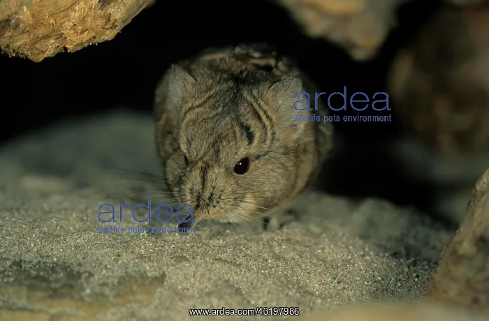 : Short-eared Elephant Shrew (Macroscelides proboscideus) : Short-eared Elephant Shrew (Macroscelides proboscideus)