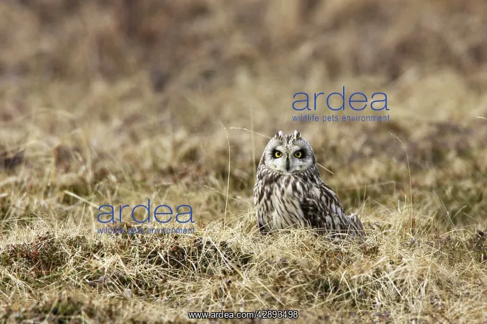 : Short-eared Owl : Short-eared Owl