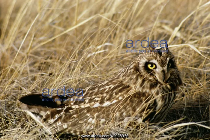  : Short-eared Owl
