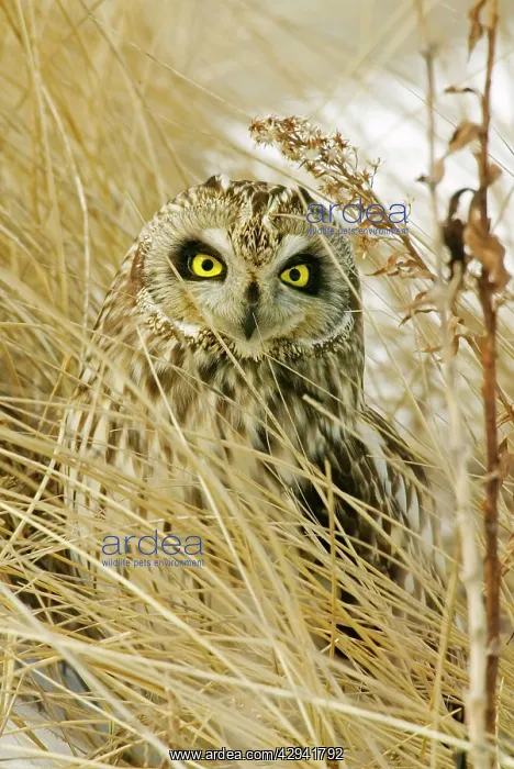  : Short-eared Owl